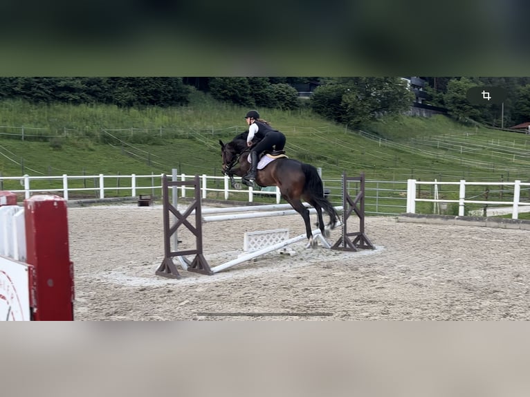 Holsteiner Wallach 9 Jahre 166 cm Dunkelbrauner in Spittal