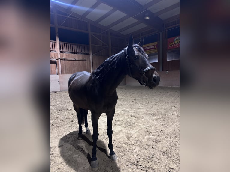 Holsteiner Wallach 9 Jahre 166 cm Dunkelbrauner in Spittal
