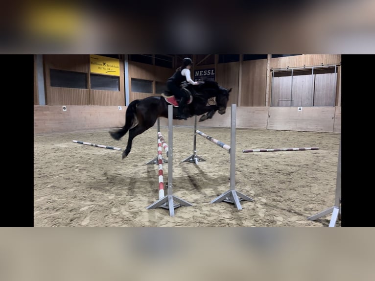 Holsteiner Wallach 9 Jahre 166 cm Dunkelbrauner in Spittal
