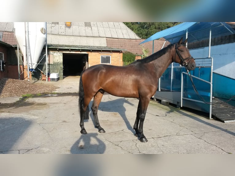 Holsteiner Wallach 9 Jahre 167 cm Dunkelbrauner in Hingstheide