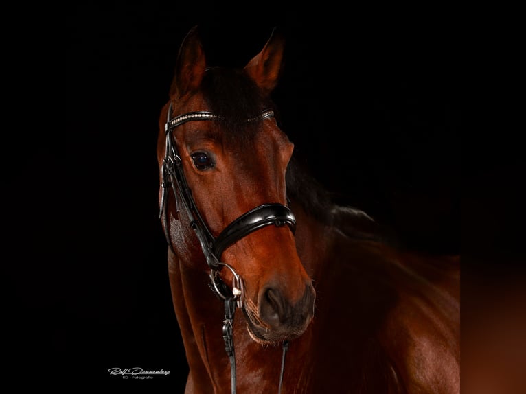 Holsteiner Wallach 9 Jahre 168 cm Brauner in Bad Marienberg