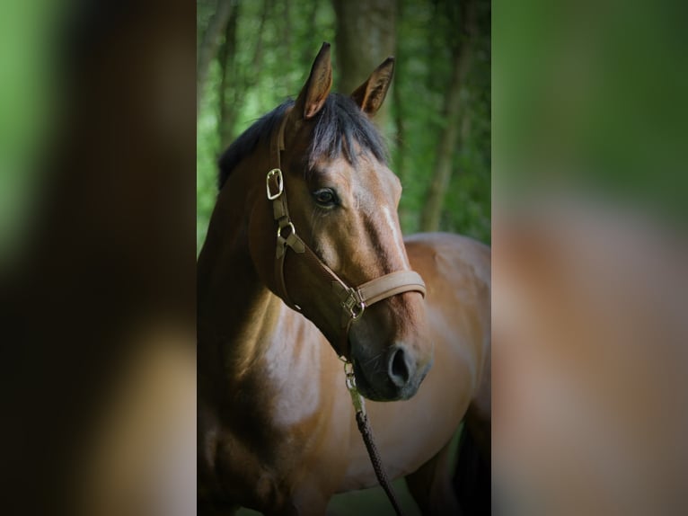 Holsteiner Mix Wallach 9 Jahre 168 cm Brauner in Oldenburg Holsteiner Mix Wallach 9 Jahre 168 cm Brauner in Oldenburg