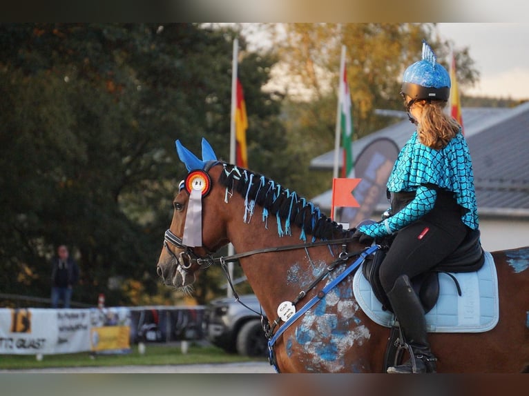 Holsteiner Wallach 9 Jahre 168 cm Brauner in Freudenberg