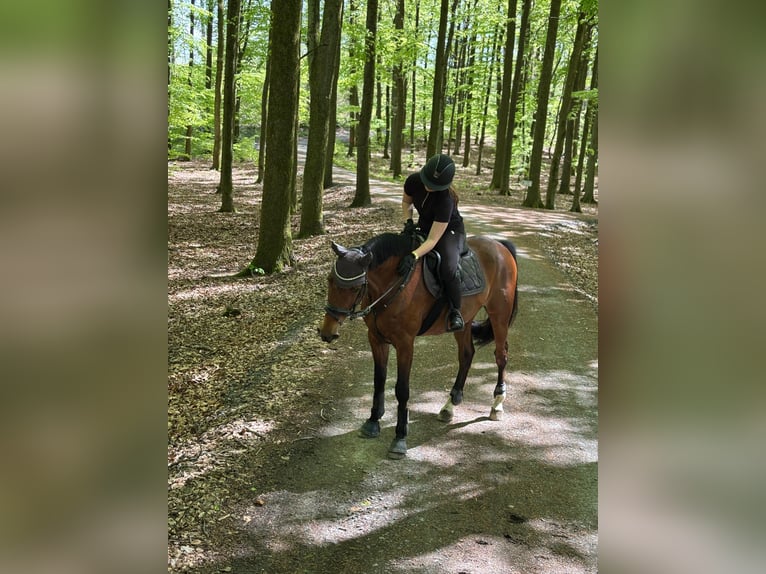 Holsteiner Wallach 9 Jahre 168 cm Brauner in Freudenberg