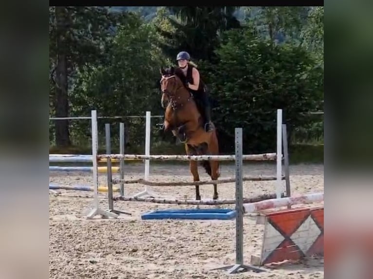 Holsteiner Wallach 9 Jahre 168 cm Brauner in Freudenberg