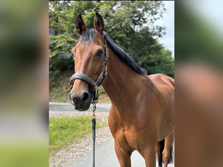 Holsteiner Wallach 9 Jahre 168 cm Brauner in Freudenberg