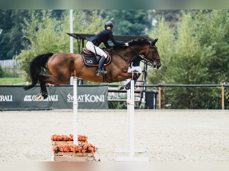 Holsteiner Wallach 9 Jahre 168 cm Dunkelbrauner in Pozna&#x144;