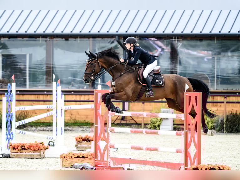 Holsteiner Wallach 9 Jahre 168 cm Dunkelbrauner in Pozna&#x144;