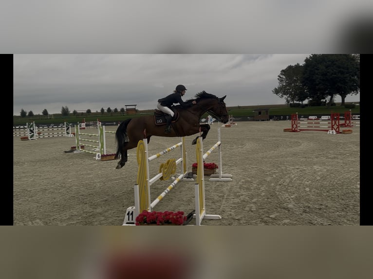 Holsteiner Wallach 9 Jahre 168 cm Dunkelbrauner in Pozna&#x144;