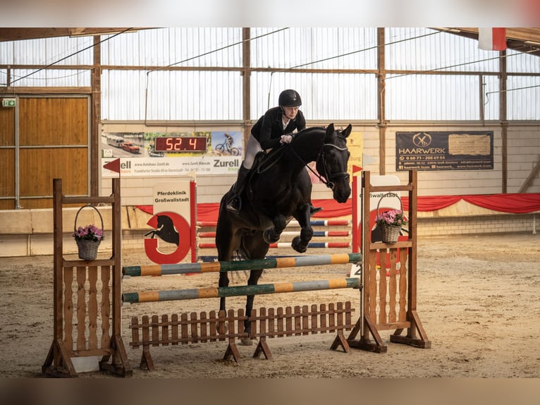 Holsteiner Wallach 9 Jahre 168 cm Schwarzbrauner in Otzberg