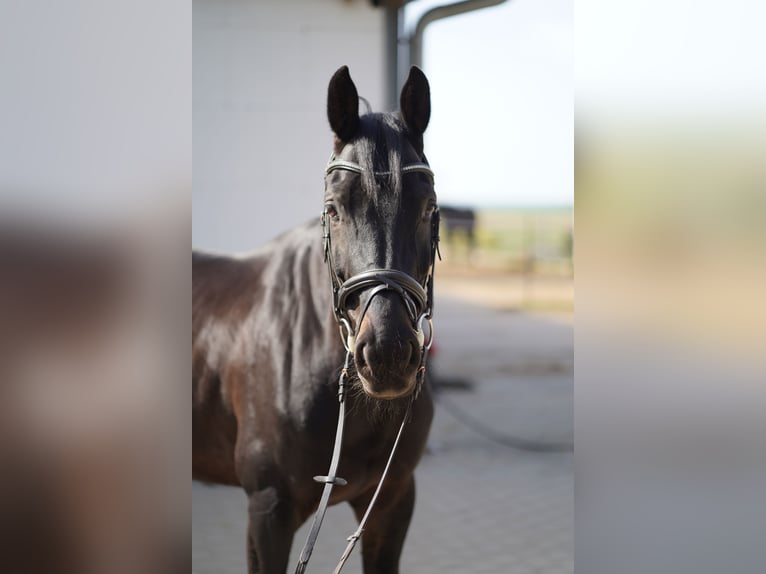 Holsteiner Wallach 9 Jahre 168 cm Schwarzbrauner in Otzberg
