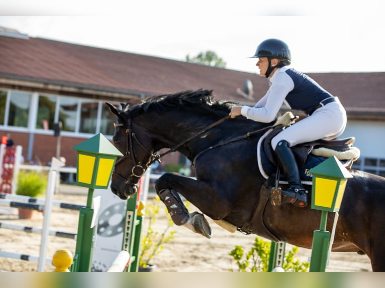 Holsteiner Wallach 9 Jahre 168 cm Schwarzbrauner in Werne