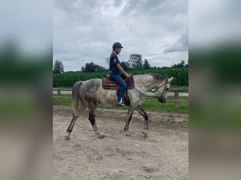 Holsteiner Wallach 9 Jahre 168 cm White in Fürstenfeld