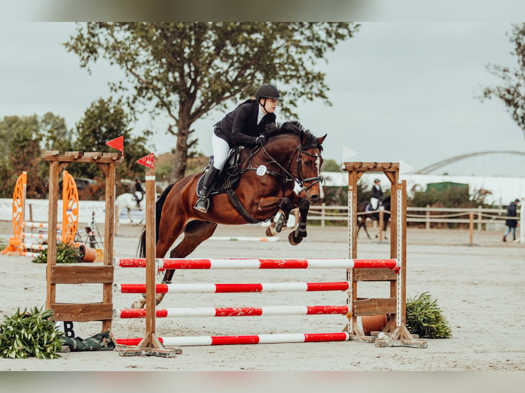 Holsteiner Wallach 9 Jahre 169 cm Brauner in Scharnebeck