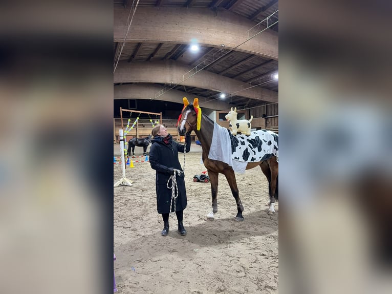 Holsteiner Wallach 9 Jahre 169 cm Brauner in Scharnebeck