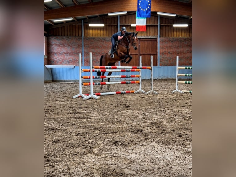 Holsteiner Wallach 9 Jahre 169 cm Hellbrauner in Damme