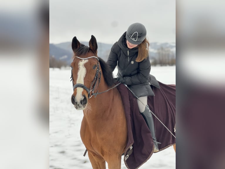 Holsteiner Wallach 9 Jahre 170 cm Brauner in Brederis