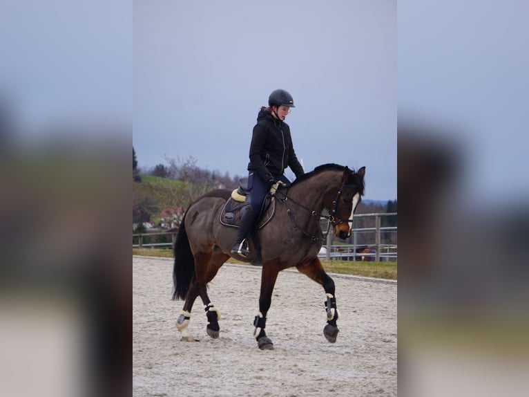 Holsteiner Wallach 9 Jahre 170 cm Brauner in Traunstein
