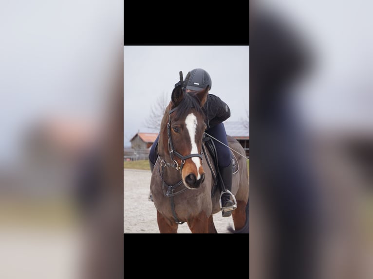 Holsteiner Wallach 9 Jahre 170 cm Brauner in Traunstein