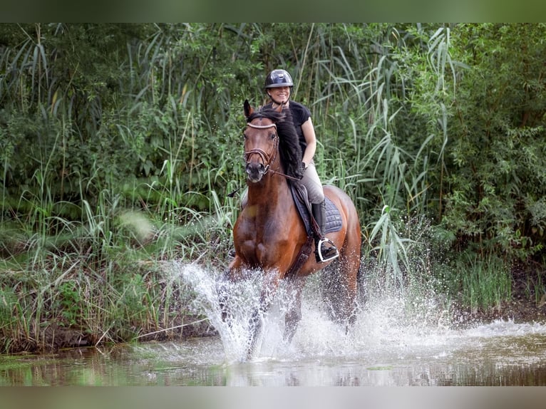Holsteiner Wallach 9 Jahre 170 cm Brauner in Aurach