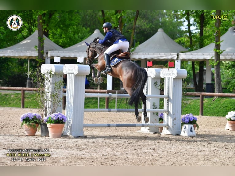 Holsteiner Wallach 9 Jahre 170 cm Dunkelbrauner in Abano Terme
