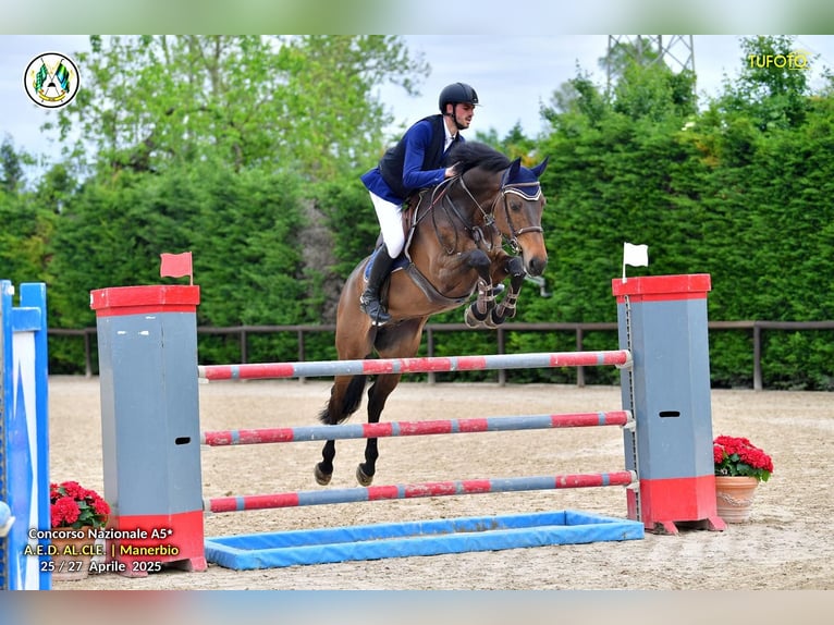 Holsteiner Wallach 9 Jahre 170 cm Dunkelbrauner in Abano Terme