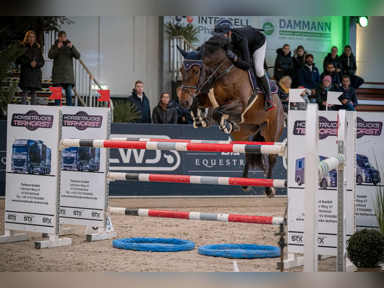Holsteiner Wallach 9 Jahre 170 cm Dunkelbrauner in Issum