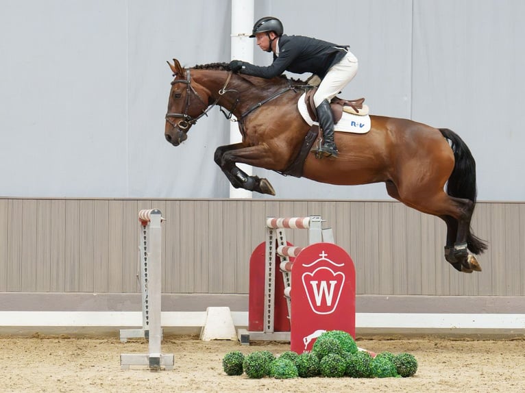 Holsteiner Wallach 9 Jahre 170 cm Dunkelbrauner in Mnster-Handorf