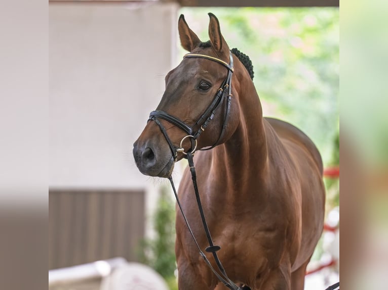 Holsteiner Wallach 9 Jahre 170 cm Dunkelbrauner in Mnster-Handorf