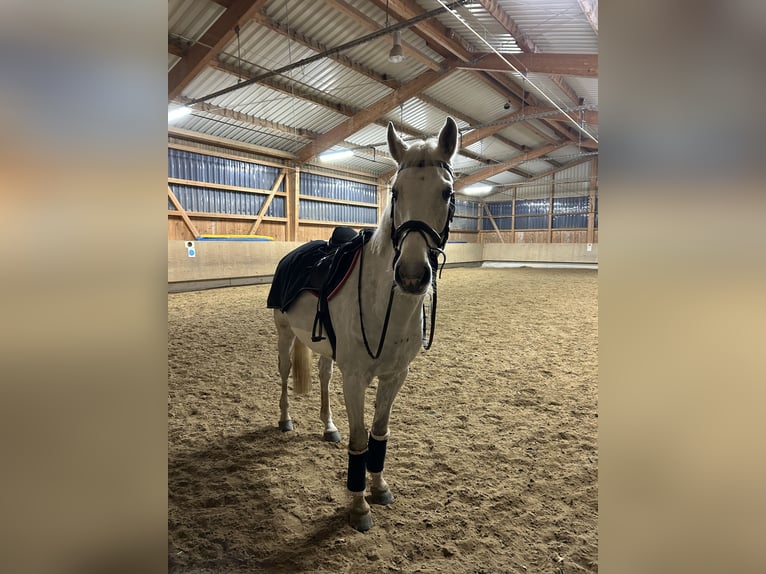 Holsteiner Wallach 9 Jahre 170 cm Schimmel in Jengen