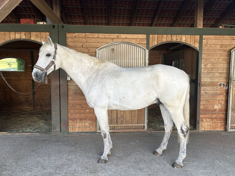 Holsteiner Wallach 9 Jahre 170 cm Schimmel in Jengen