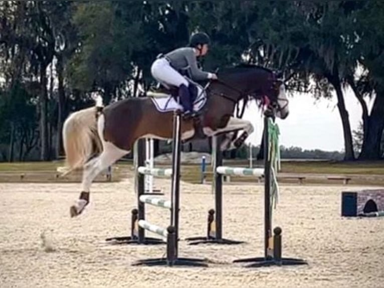 Holsteiner Wallach 9 Jahre 170 cm Tobiano-alle-Farben in D&#xFC;sseldorf