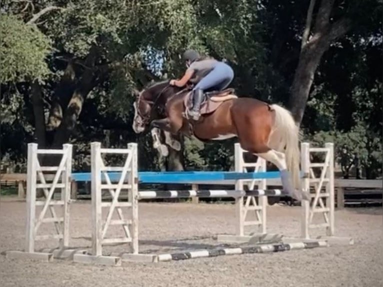 Holsteiner Wallach 9 Jahre 170 cm Tobiano-alle-Farben in D&#xFC;sseldorf