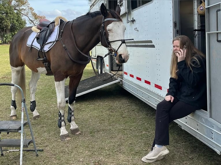 Holsteiner Wallach 9 Jahre 170 cm Tobiano-alle-Farben in Heverlee Holsteiner Wallach 9 Jahre 170 cm Tobiano-alle-Farben in Heverlee