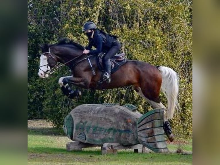 Holsteiner Wallach 9 Jahre 170 cm Tobiano-alle-Farben in Ciudad Real