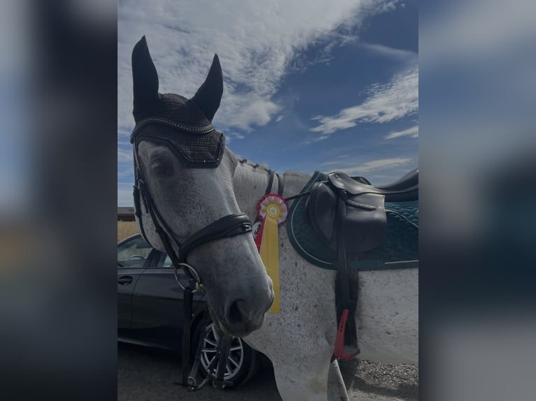 Holsteiner Wallach 9 Jahre 172 cm Apfelschimmel in H&#xFC;nfelden Kirberg