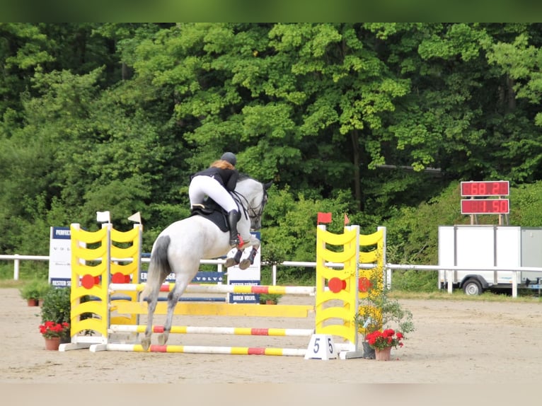 Holsteiner Wallach 9 Jahre 172 cm Apfelschimmel in H&#xFC;nfelden Kirberg