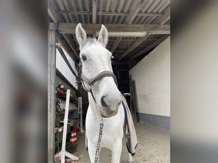 Holsteiner Wallach 9 Jahre 172 cm Apfelschimmel in H&#xFC;nfelden Kirberg
