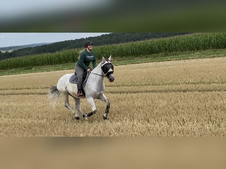 Holsteiner Wallach 9 Jahre 172 cm Apfelschimmel in H&#xFC;nfelden Kirberg