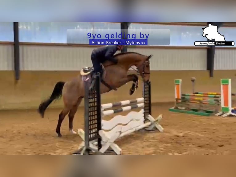 Holsteiner Wallach 9 Jahre 172 cm Brauner in Gadow