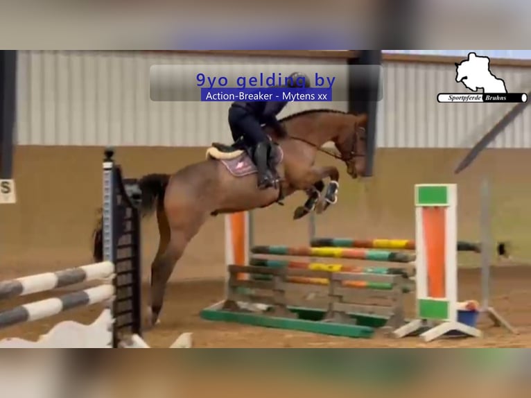 Holsteiner Wallach 9 Jahre 172 cm Brauner in Gadow