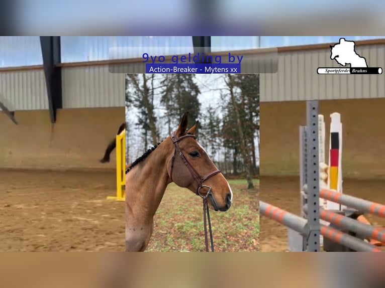 Holsteiner Wallach 9 Jahre 172 cm Brauner in Gadow