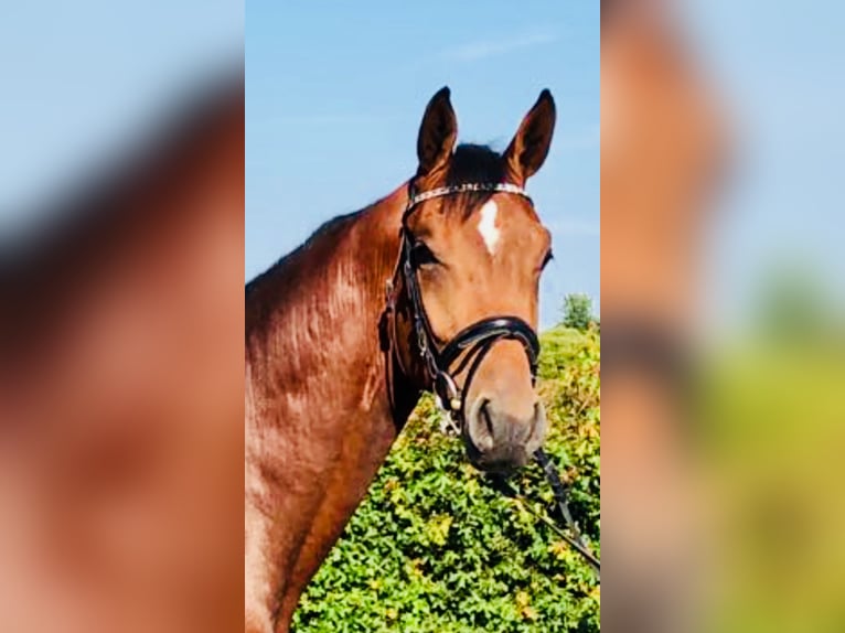 Holsteiner Wallach 9 Jahre 172 cm Brauner in Feldbach