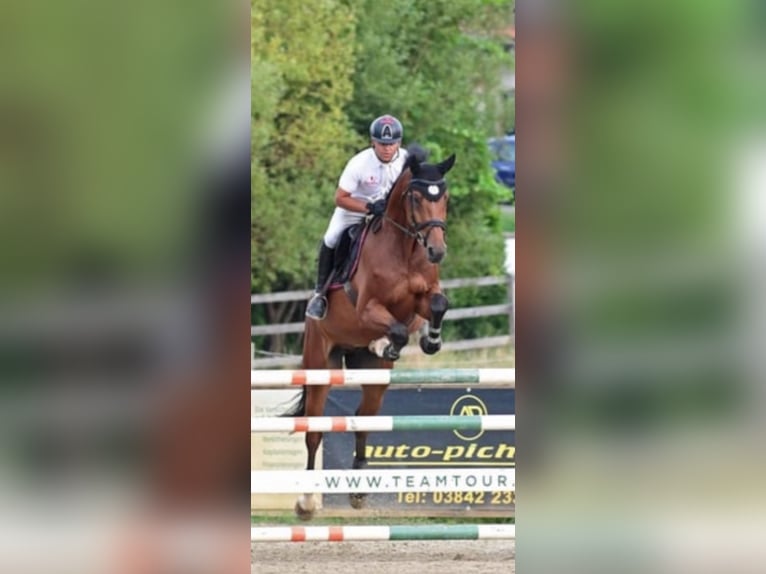 Holsteiner Wallach 9 Jahre 172 cm Brauner in Feldbach