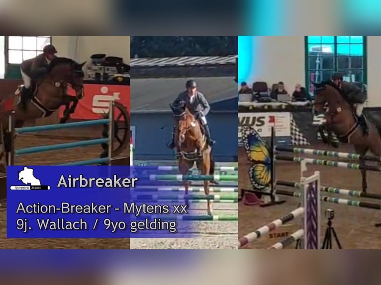 Holsteiner Wallach 9 Jahre 172 cm Brauner in Gadow