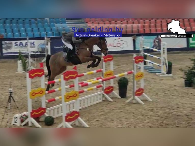 Holsteiner Wallach 9 Jahre 172 cm Brauner in Gadow