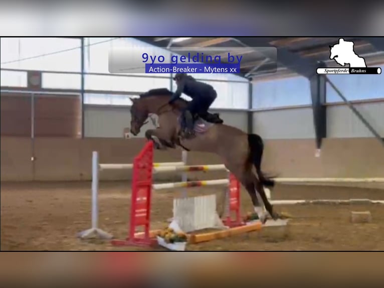 Holsteiner Wallach 9 Jahre 172 cm Brauner in Gadow