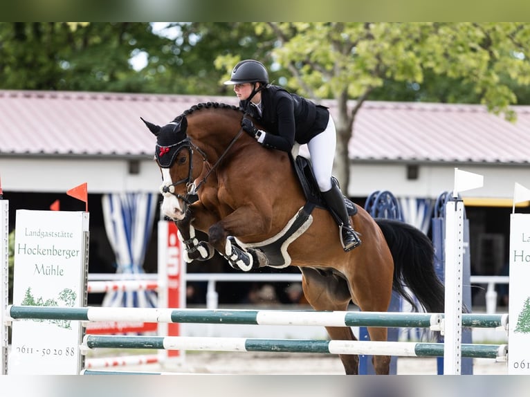 Holsteiner Wallach 9 Jahre 172 cm Brauner in Goldbach