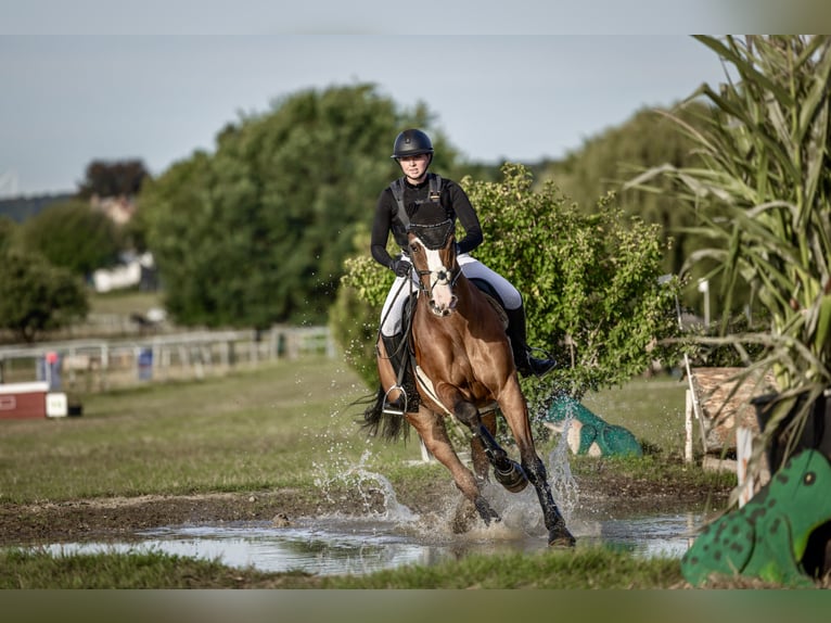 Holsteiner Wallach 9 Jahre 172 cm Brauner in Goldbach