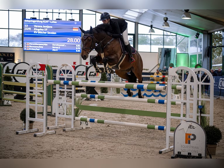 Holsteiner Wallach 9 Jahre 172 cm Dunkelbrauner in Issum